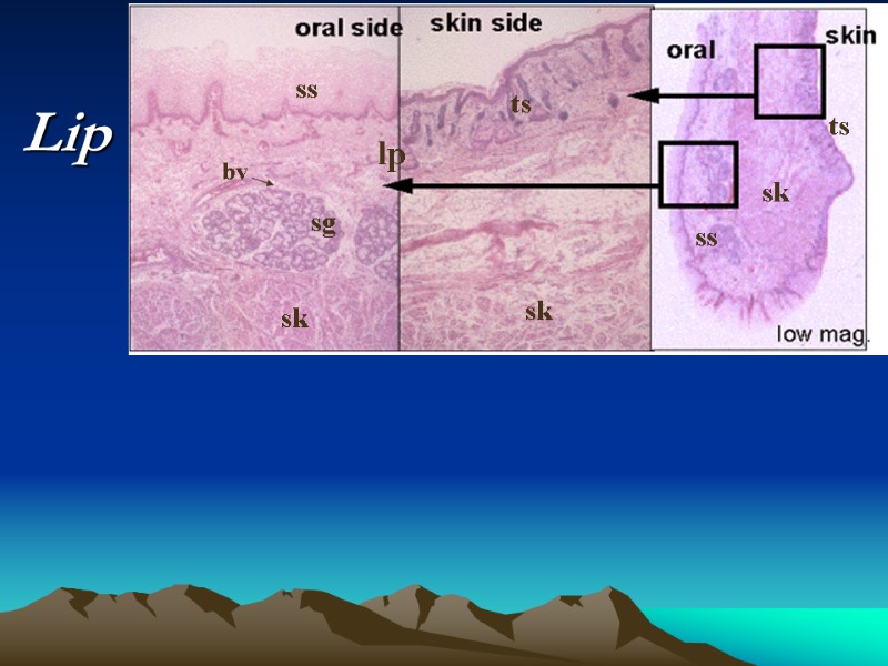 oral side skin side low mag. oral skin sk sk sk ts ts ss